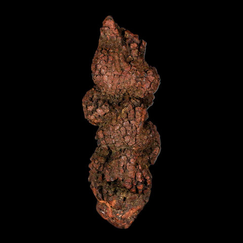 3.7" Prehistoric Coprolite Fossil Specimen Poop Dung Miocene Madagascar - Fossil Age Minerals