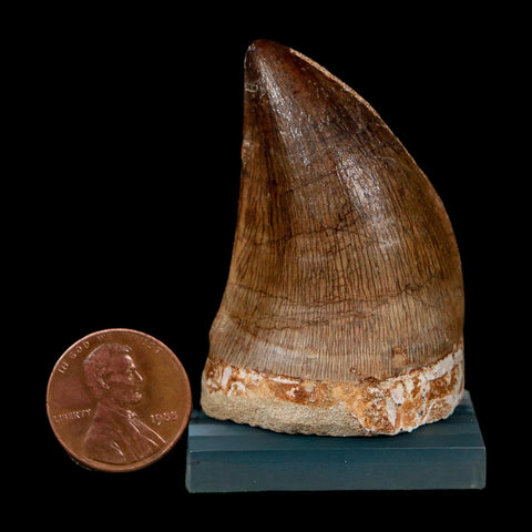 XL 2" Mosasaur Prognathodon Fossil Tooth Cretaceous Dinosaur Era COA, Stand - Fossil Age Minerals