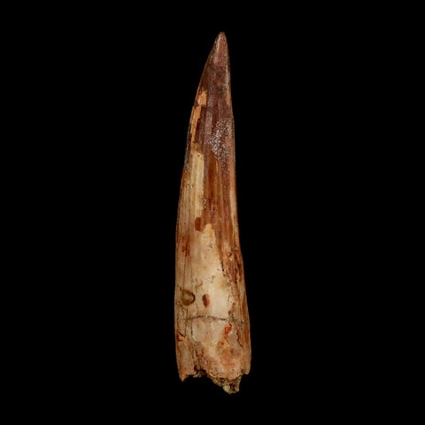 XXL 4" Spinosaurus Fossil Tooth 100 Million Years Old Cretaceous Dinosaur COA - Fossil Age Minerals