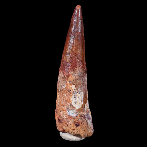 XL 3.6" Spinosaurus Fossil Tooth 100 Mil Yrs Old Cretaceous Dinosaur COA & Stand - Fossil Age Minerals