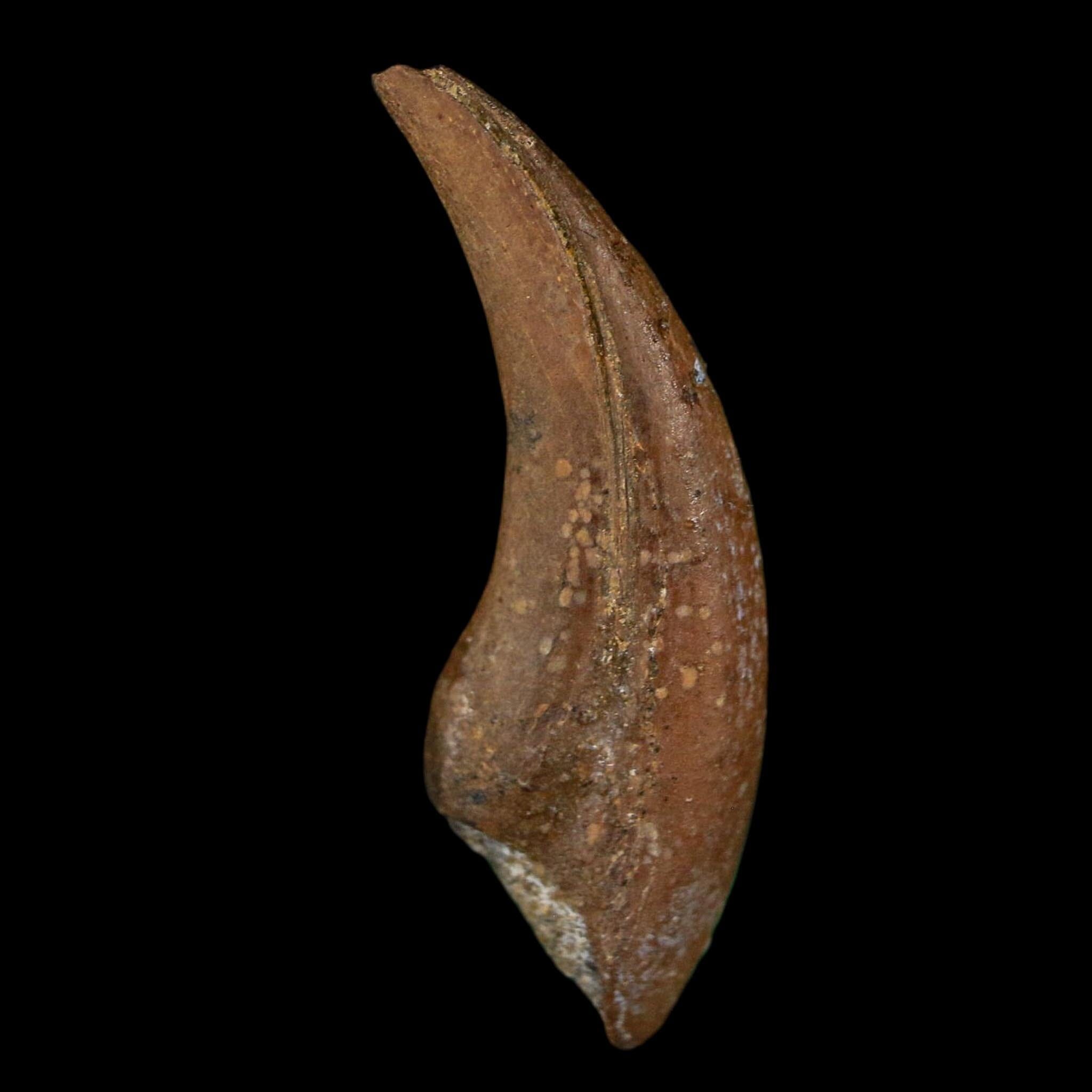 1" Rare Dromaeosaurus Raptor Claw Fossil Judith River FM Montana COA Display