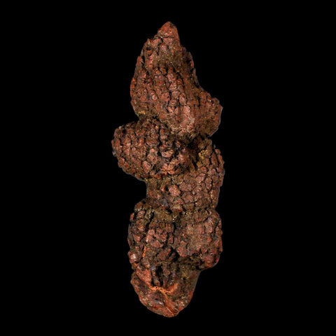 3.7" Prehistoric Coprolite Fossil Specimen Poop Dung Miocene Madagascar - Fossil Age Minerals
