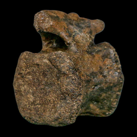 2.3" Brachylophosaurus Fossil Vertebrae Cretaceous Dinosaur Judith River FM MT COA - Fossil Age Minerals