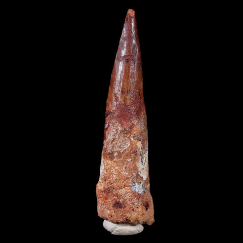 XL 3.6" Spinosaurus Fossil Tooth 100 Mil Yrs Old Cretaceous Dinosaur COA & Stand - Fossil Age Minerals