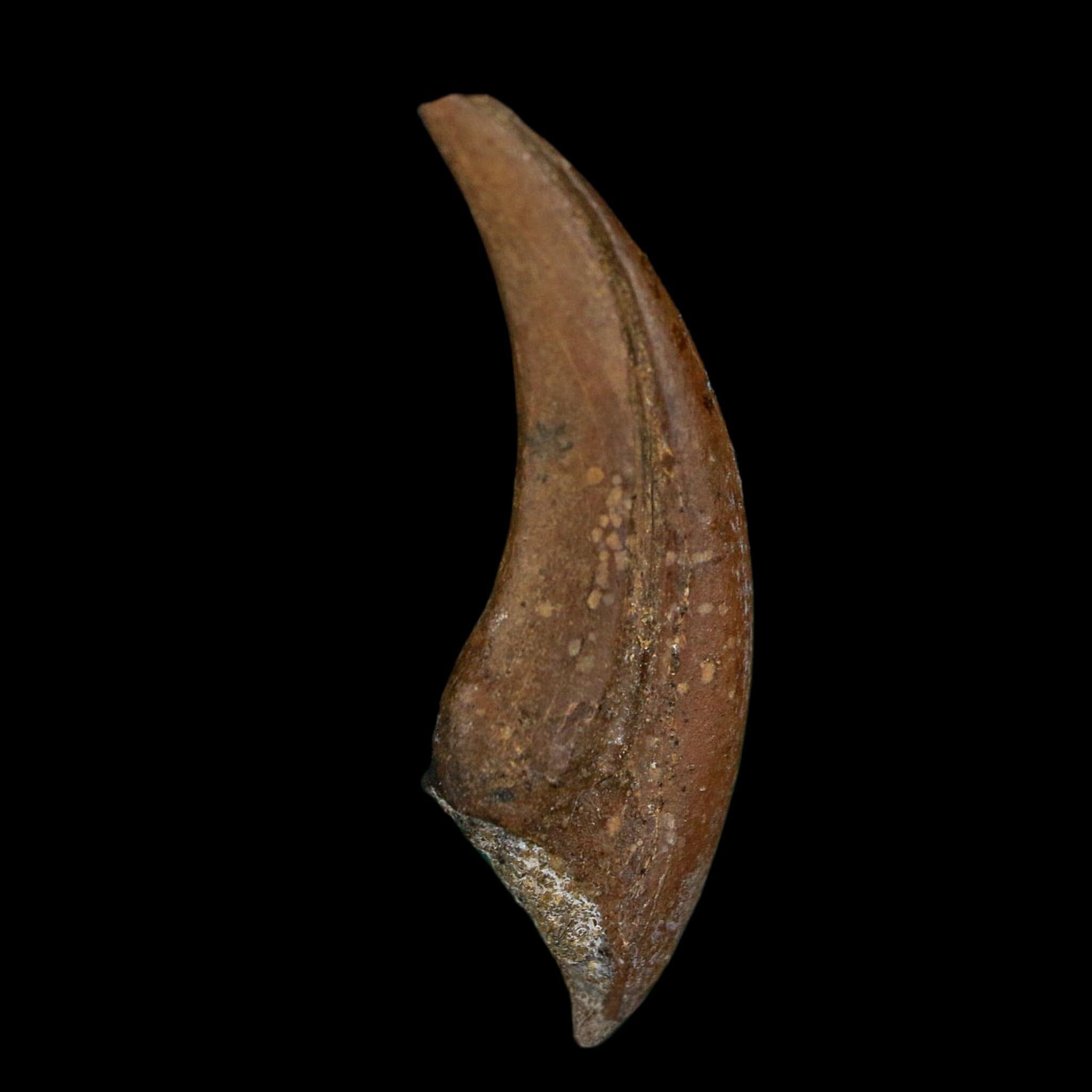 1" Rare Dromaeosaurus Raptor Claw Fossil Judith River FM Montana COA Display
