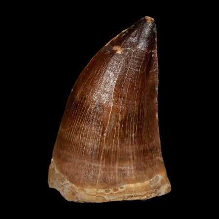 XL 2.2" Mosasaur Prognathodon Fossil Tooth Cretaceous Dinosaur Era COA, Stand
