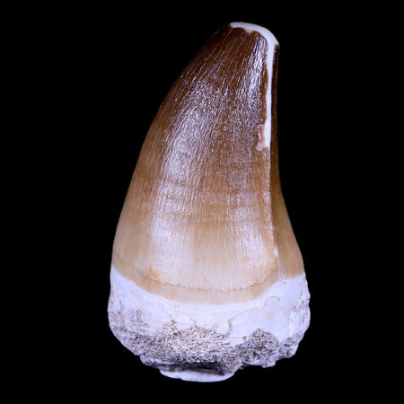 XL 2.6" Mosasaur Prognathodon Fossil Tooth Cretaceous Dinosaur Era COA & Stand