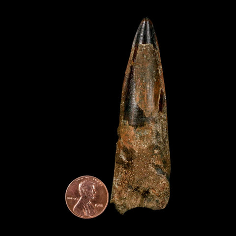 XL 3.4" Spinosaurus Fossil Tooth 100 Million Years Old Cretaceous Dinosaur COA - Fossil Age Minerals