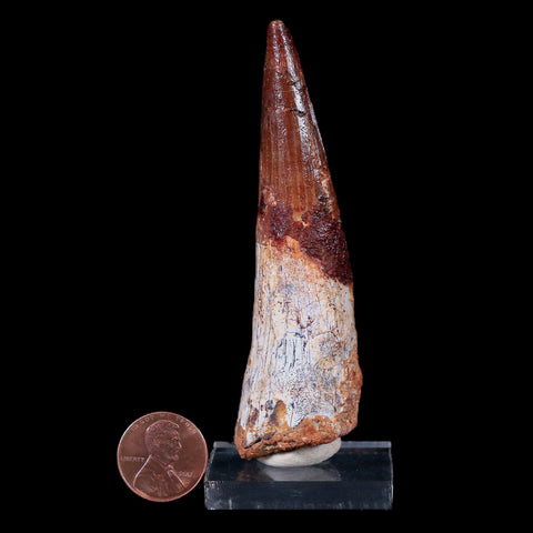 XL 3.6" Spinosaurus Fossil Tooth 100 Mil Yrs Old Cretaceous Dinosaur COA & Stand - Fossil Age Minerals