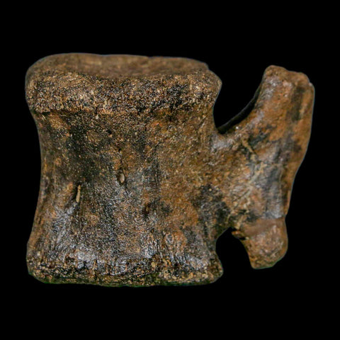 2.3" Brachylophosaurus Fossil Vertebrae Cretaceous Dinosaur Judith River FM MT COA - Fossil Age Minerals