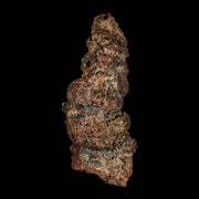 2.8" Prehistoric Coprolite Fossil Specimen Poop Dung Miocene Madagascar