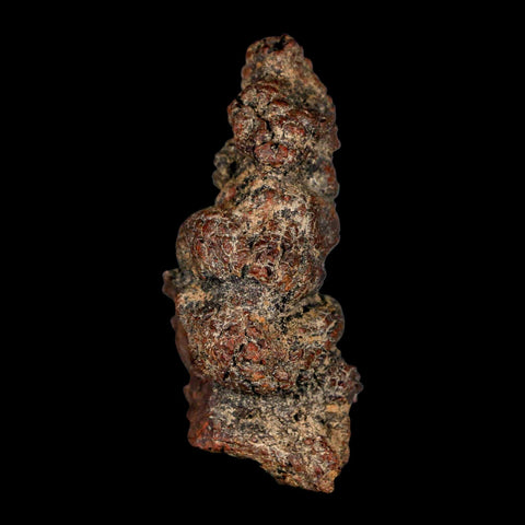 2.8" Prehistoric Coprolite Fossil Specimen Poop Dung Miocene Madagascar - Fossil Age Minerals
