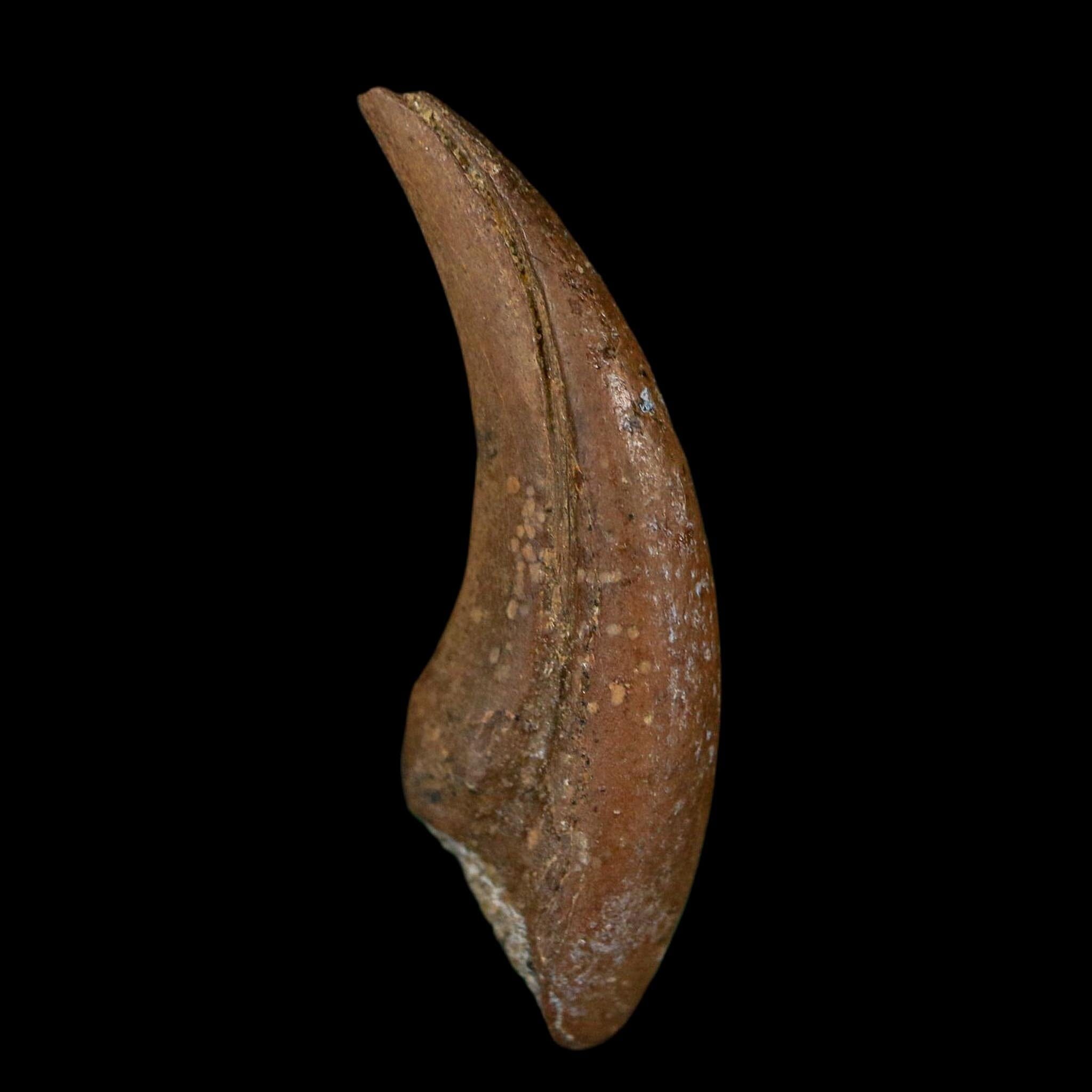 1" Rare Dromaeosaurus Raptor Claw Fossil Judith River FM Montana COA Display
