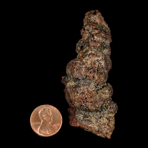 2.8" Prehistoric Coprolite Fossil Specimen Poop Dung Miocene Madagascar - Fossil Age Minerals
