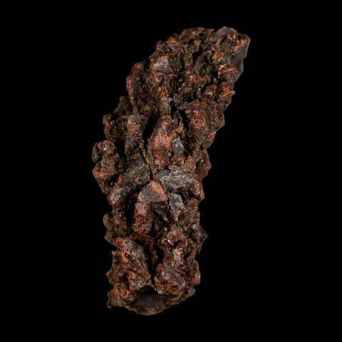 2.9" Prehistoric Coprolite Fossil Specimen Poop Dung Miocene Madagascar - Fossil Age Minerals