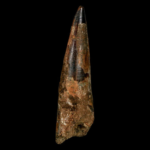 XL 3.4" Spinosaurus Fossil Tooth 100 Million Years Old Cretaceous Dinosaur COA - Fossil Age Minerals
