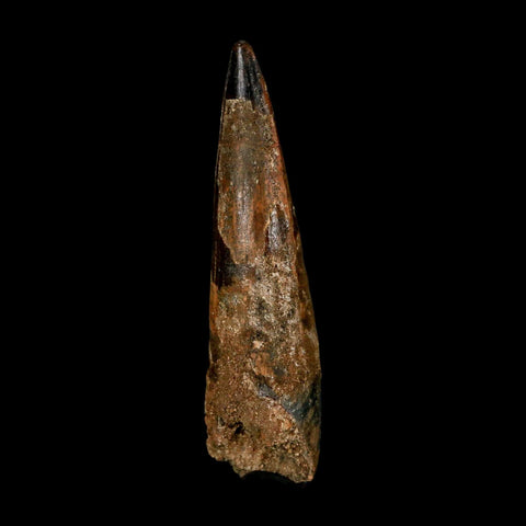 XL 3.4" Spinosaurus Fossil Tooth 100 Million Years Old Cretaceous Dinosaur COA - Fossil Age Minerals