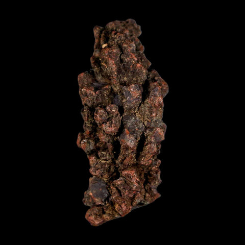 2.9" Prehistoric Coprolite Fossil Specimen Poop Dung Miocene Madagascar - Fossil Age Minerals