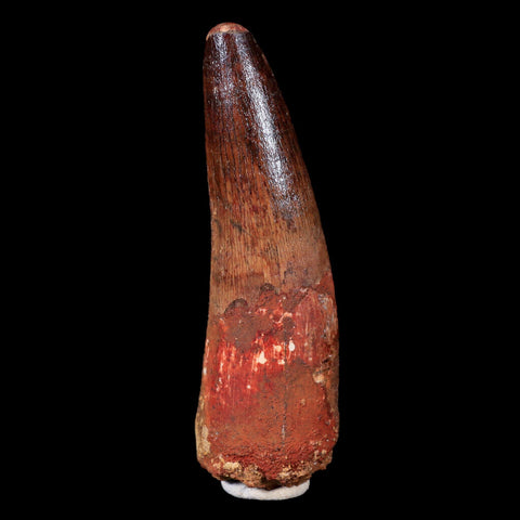 XL 3.3" Spinosaurus Fossil Tooth 100 Mil Yrs Old Cretaceous Dinosaur COA & Stand - Fossil Age Minerals