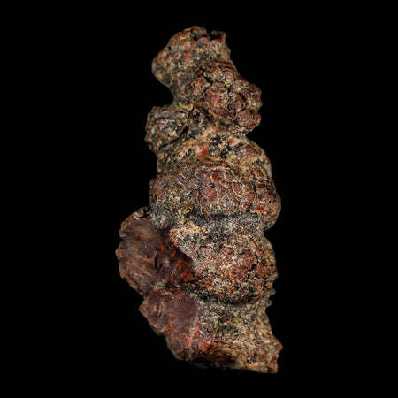 2.8" Prehistoric Coprolite Fossil Specimen Poop Dung Miocene Madagascar
