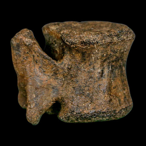2.3" Brachylophosaurus Fossil Vertebrae Cretaceous Dinosaur Judith River FM MT COA - Fossil Age Minerals