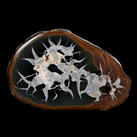 XL 3.9" Septarian Dragon Stone Polished Halves Nodule Mineral Specimen Morocco - Fossil Age Minerals