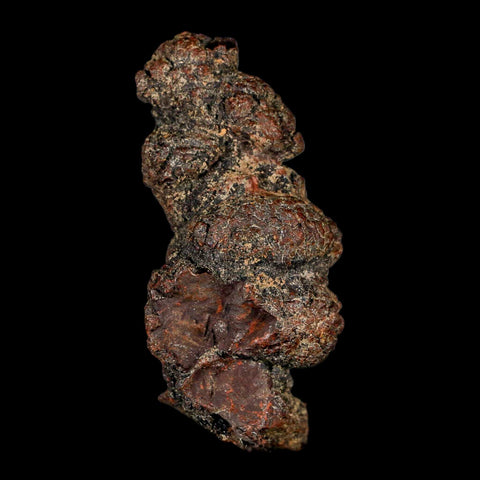 2.8" Prehistoric Coprolite Fossil Specimen Poop Dung Miocene Madagascar - Fossil Age Minerals