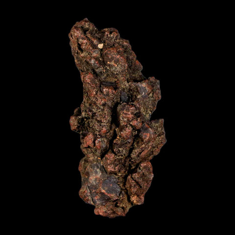 2.9" Prehistoric Coprolite Fossil Specimen Poop Dung Miocene Madagascar - Fossil Age Minerals