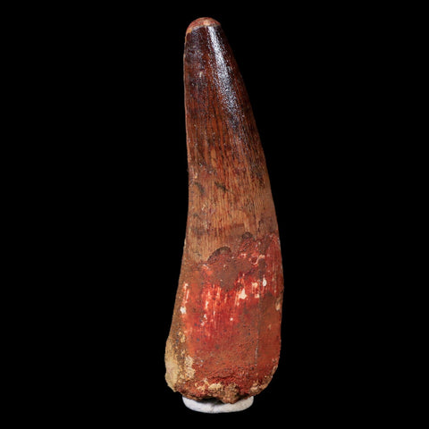 XL 3.3" Spinosaurus Fossil Tooth 100 Mil Yrs Old Cretaceous Dinosaur COA & Stand - Fossil Age Minerals