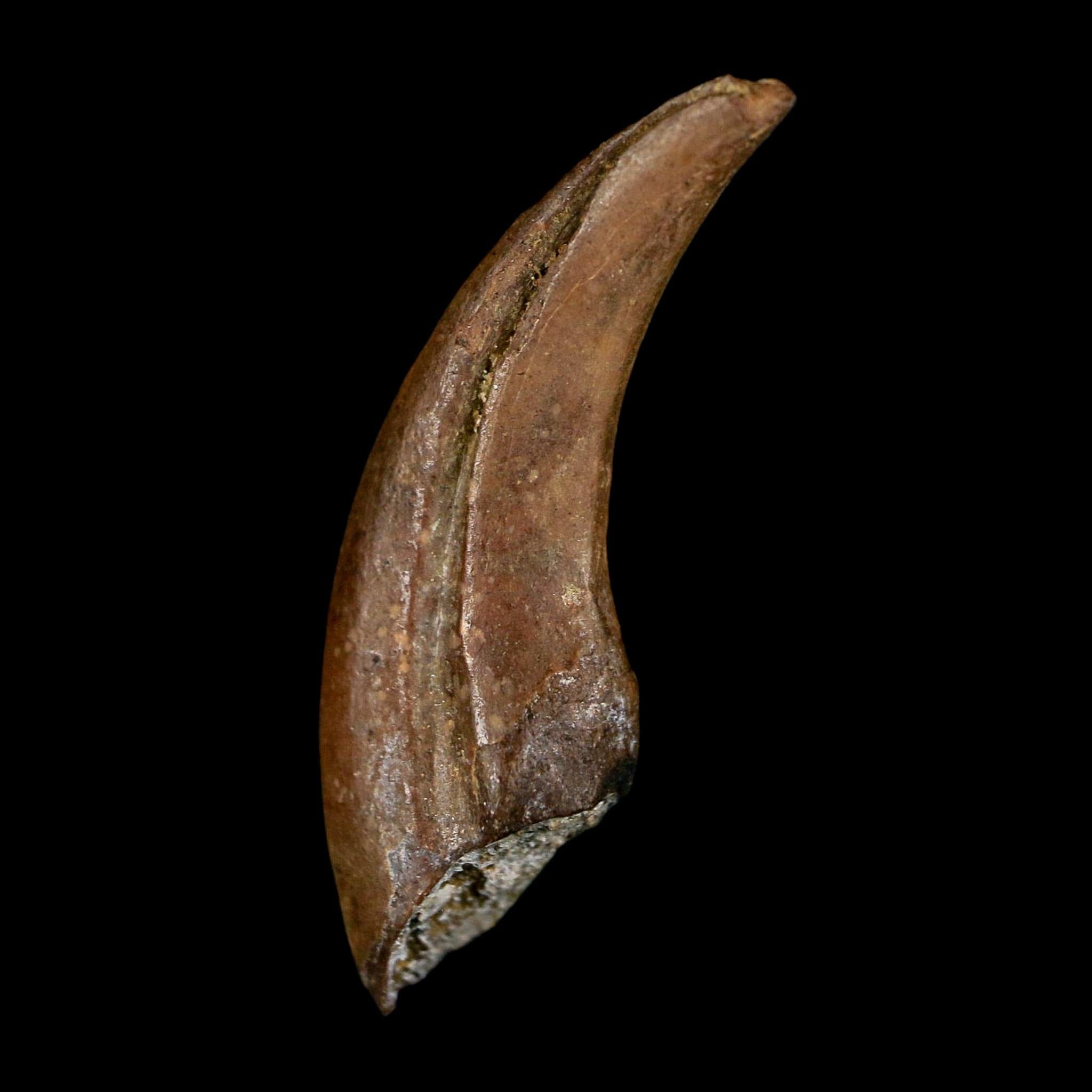 1" Rare Dromaeosaurus Raptor Claw Fossil Judith River FM Montana COA Display