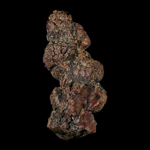 2.8" Prehistoric Coprolite Fossil Specimen Poop Dung Miocene Madagascar - Fossil Age Minerals