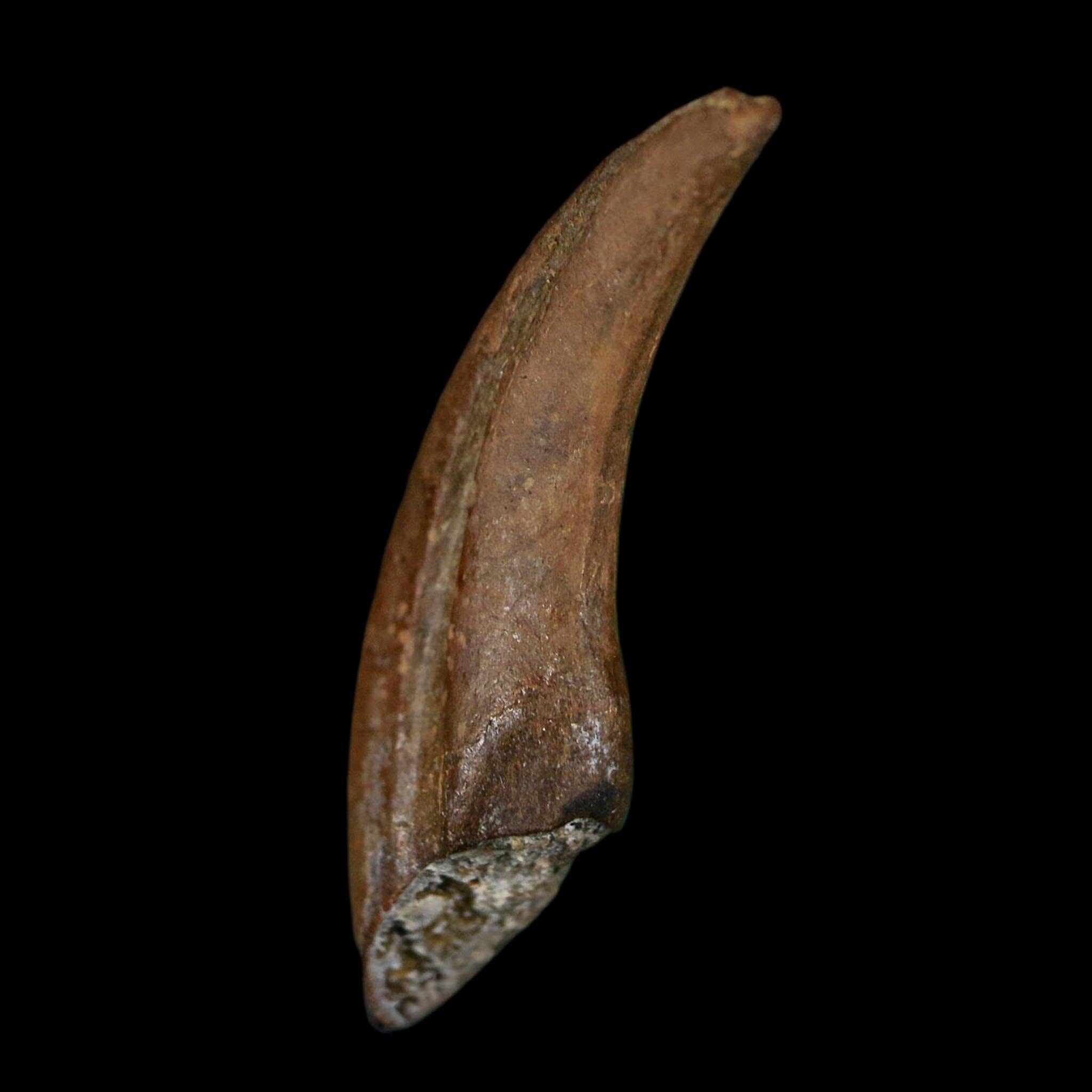 1" Rare Dromaeosaurus Raptor Claw Fossil Judith River FM Montana COA Display