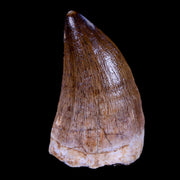 XL 2.1" Mosasaur Prognathodon Fossil Tooth Cretaceous Dinosaur Era COA & Stand