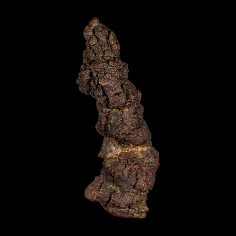 3.8" Prehistoric Coprolite Fossil Specimen Poop Dung Miocene Madagascar - Fossil Age Minerals