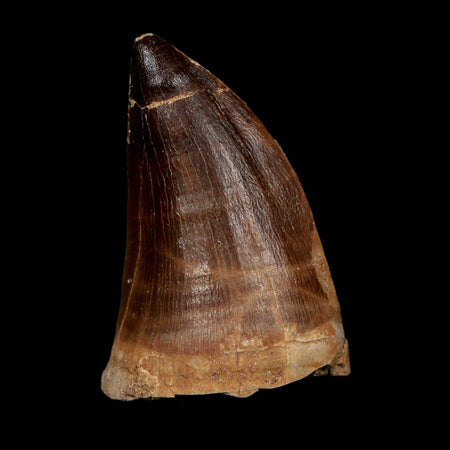 XL 2.2" Mosasaur Prognathodon Fossil Tooth Cretaceous Dinosaur Era COA, Stand