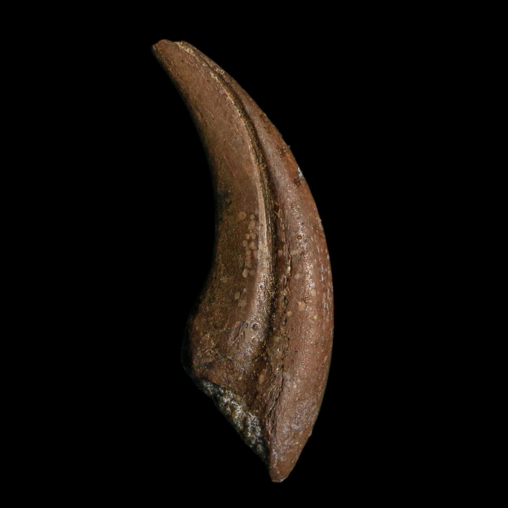 1" Rare Dromaeosaurus Raptor Claw Fossil Judith River FM Montana COA Display