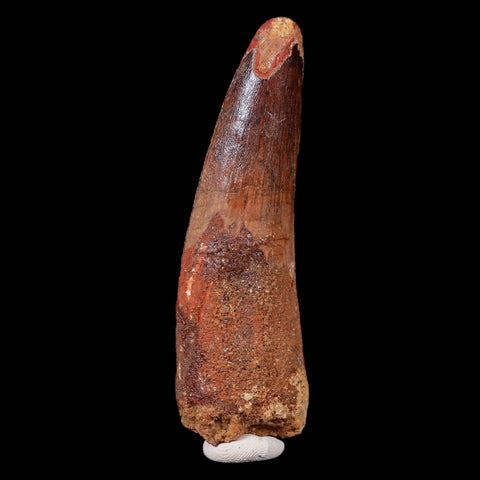 XL 3.3" Spinosaurus Fossil Tooth 100 Mil Yrs Old Cretaceous Dinosaur COA & Stand - Fossil Age Minerals