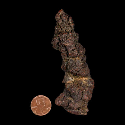 3.8" Prehistoric Coprolite Fossil Specimen Poop Dung Miocene Madagascar - Fossil Age Minerals