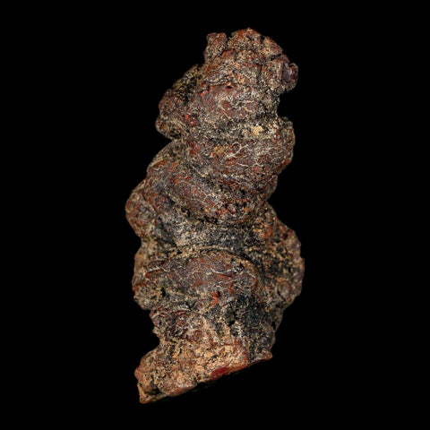2.8" Prehistoric Coprolite Fossil Specimen Poop Dung Miocene Madagascar - Fossil Age Minerals