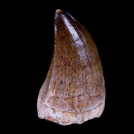 XL 2.1" Mosasaur Prognathodon Fossil Tooth Cretaceous Dinosaur Era COA & Stand