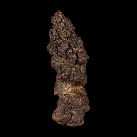 3.8" Prehistoric Coprolite Fossil Specimen Poop Dung Miocene Madagascar
