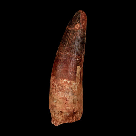 XL 3.8" Spinosaurus Fossil Tooth 100 Million Years Old Cretaceous Dinosaur COA
