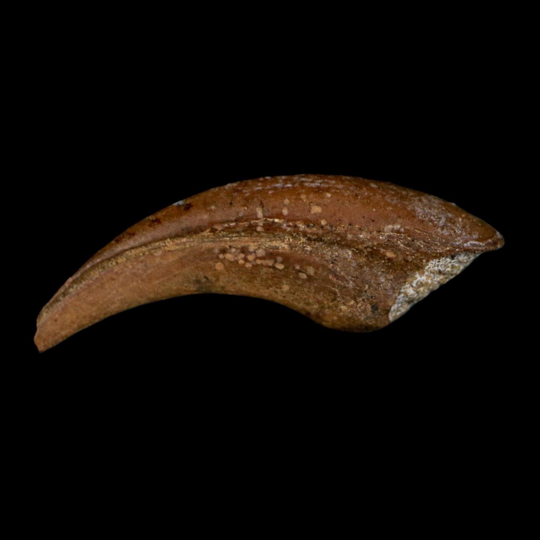 1" Rare Dromaeosaurus Raptor Claw Fossil Judith River FM Montana COA Display