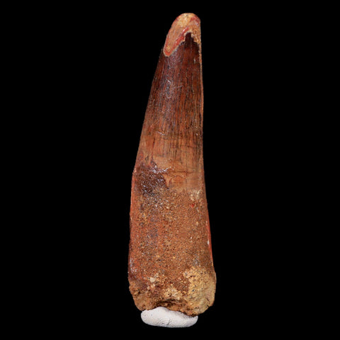 XL 3.3" Spinosaurus Fossil Tooth 100 Mil Yrs Old Cretaceous Dinosaur COA & Stand - Fossil Age Minerals
