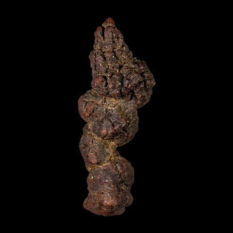 3.8" Prehistoric Coprolite Fossil Specimen Poop Dung Miocene Madagascar - Fossil Age Minerals
