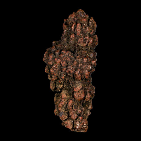 3.1" Prehistoric Coprolite Fossil Specimen Poop Dung Miocene Madagascar - Fossil Age Minerals