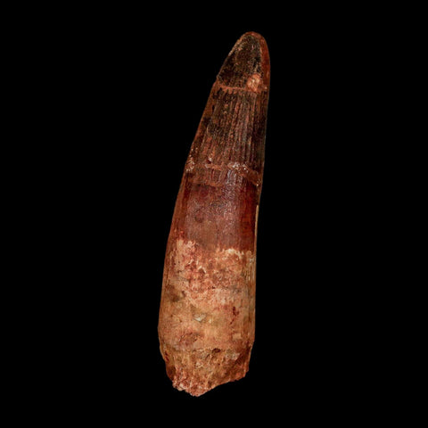 XL 3.8" Spinosaurus Fossil Tooth 100 Million Years Old Cretaceous Dinosaur COA - Fossil Age Minerals