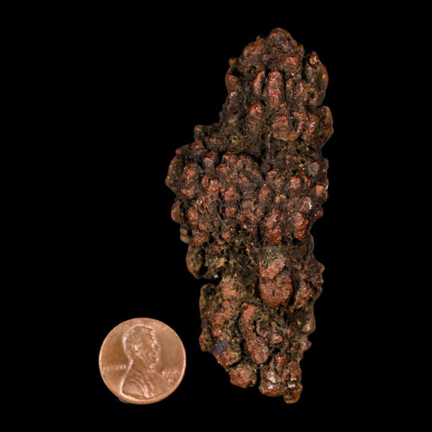 3.1" Prehistoric Coprolite Fossil Specimen Poop Dung Miocene Madagascar - Fossil Age Minerals
