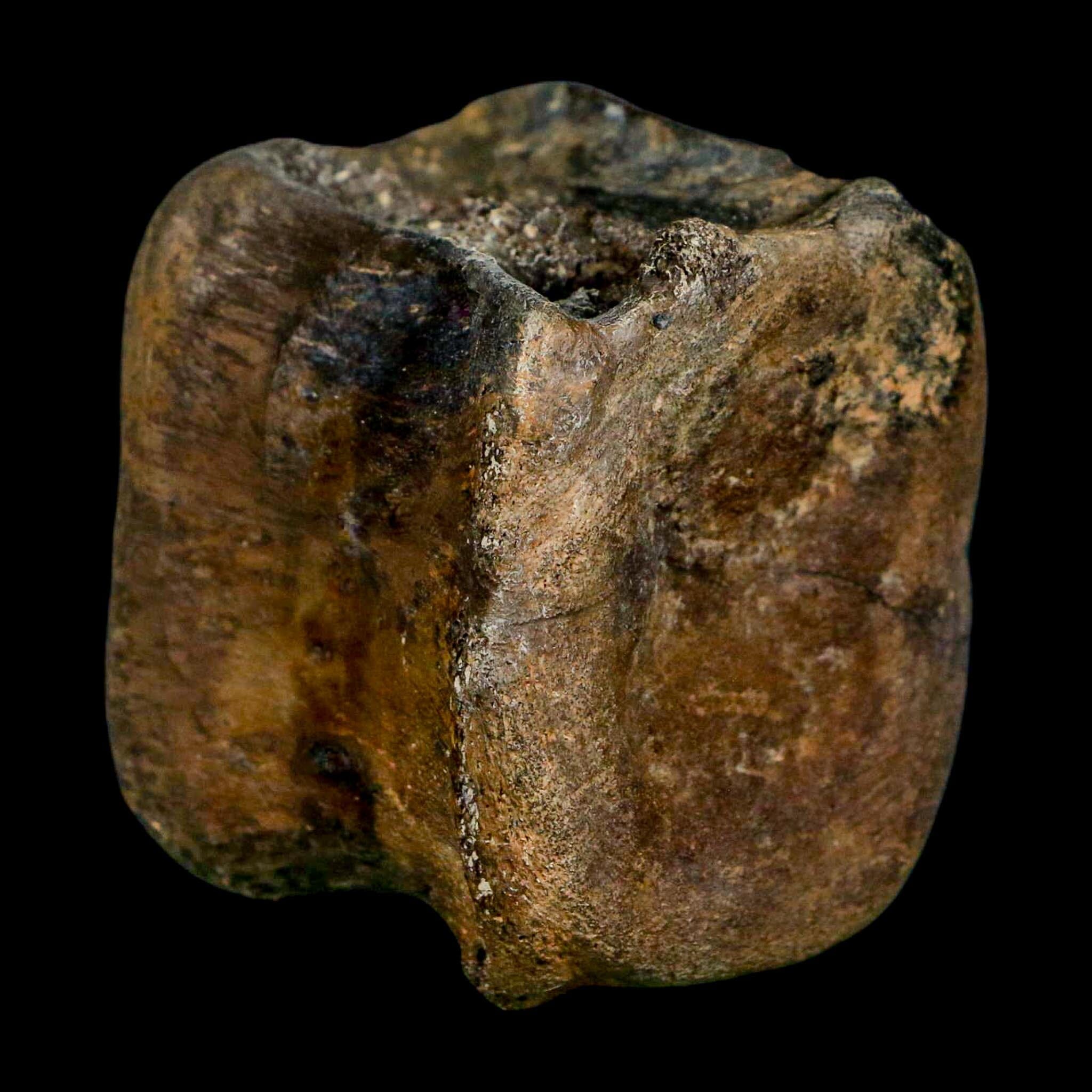 2.4" Brachylophosaurus Fossil Vertebrae Cretaceous Dinosaur Judith River FM MT COA - Fossil Age Minerals