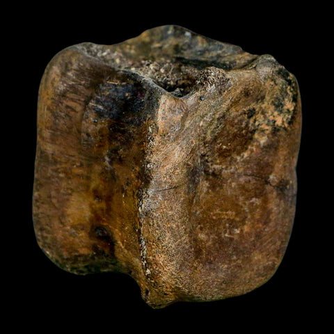 2.4" Brachylophosaurus Fossil Vertebrae Cretaceous Dinosaur Judith River FM MT COA - Fossil Age Minerals